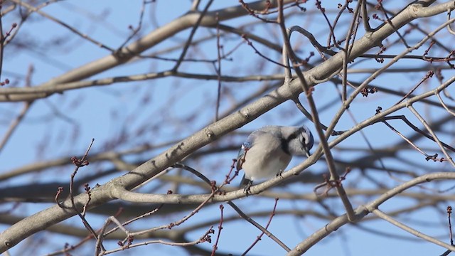 Blue Jay - ML194599831