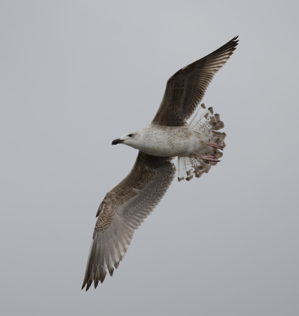 Great Black-backed Gull - ML194600611