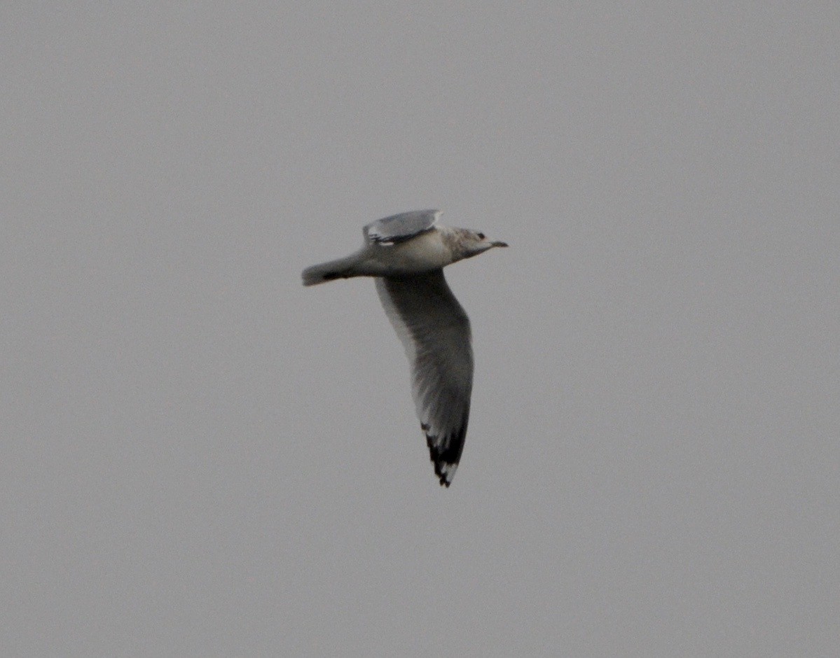 Short-billed Gull - Donna L Dittmann