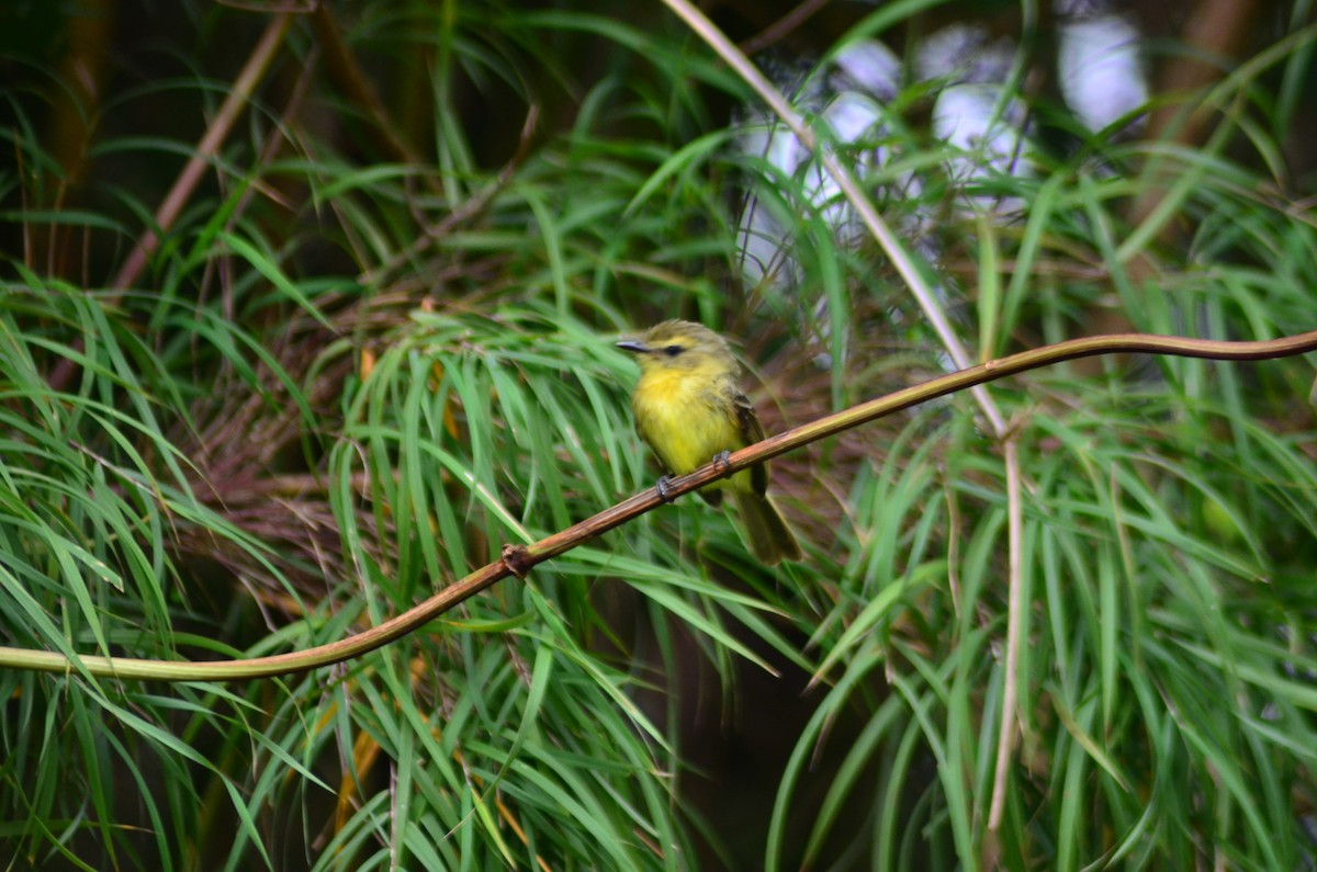 Yellow Tyrannulet - ML194603261