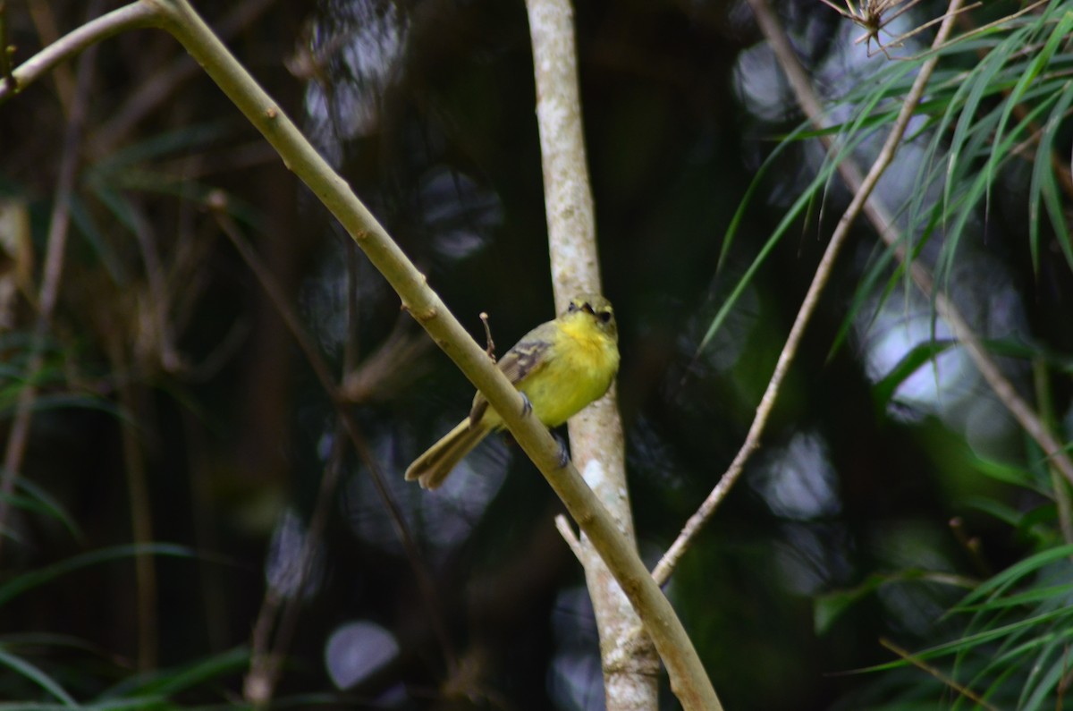 Yellow Tyrannulet - ML194603281