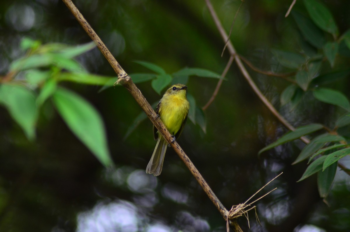 Yellow Tyrannulet - ML194603321