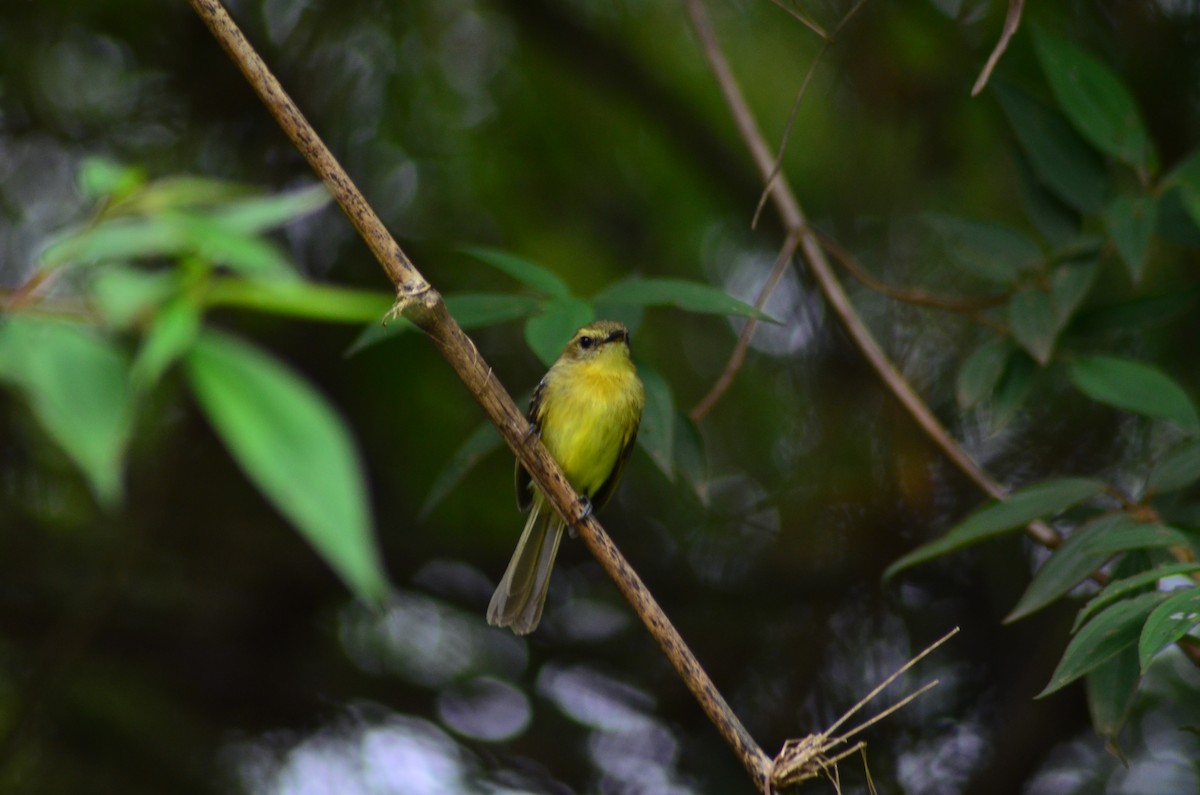 Yellow Tyrannulet - ML194603341