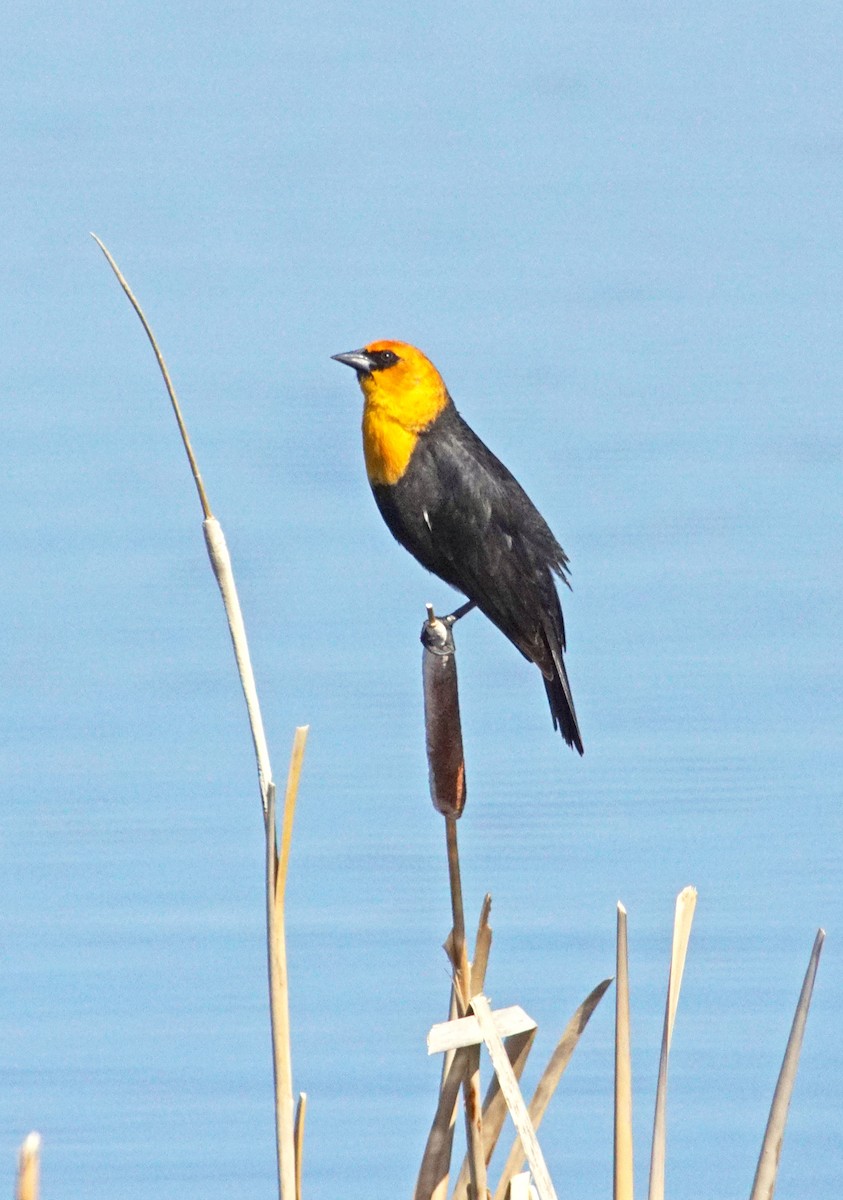 Yellow-headed Blackbird - ML194604161