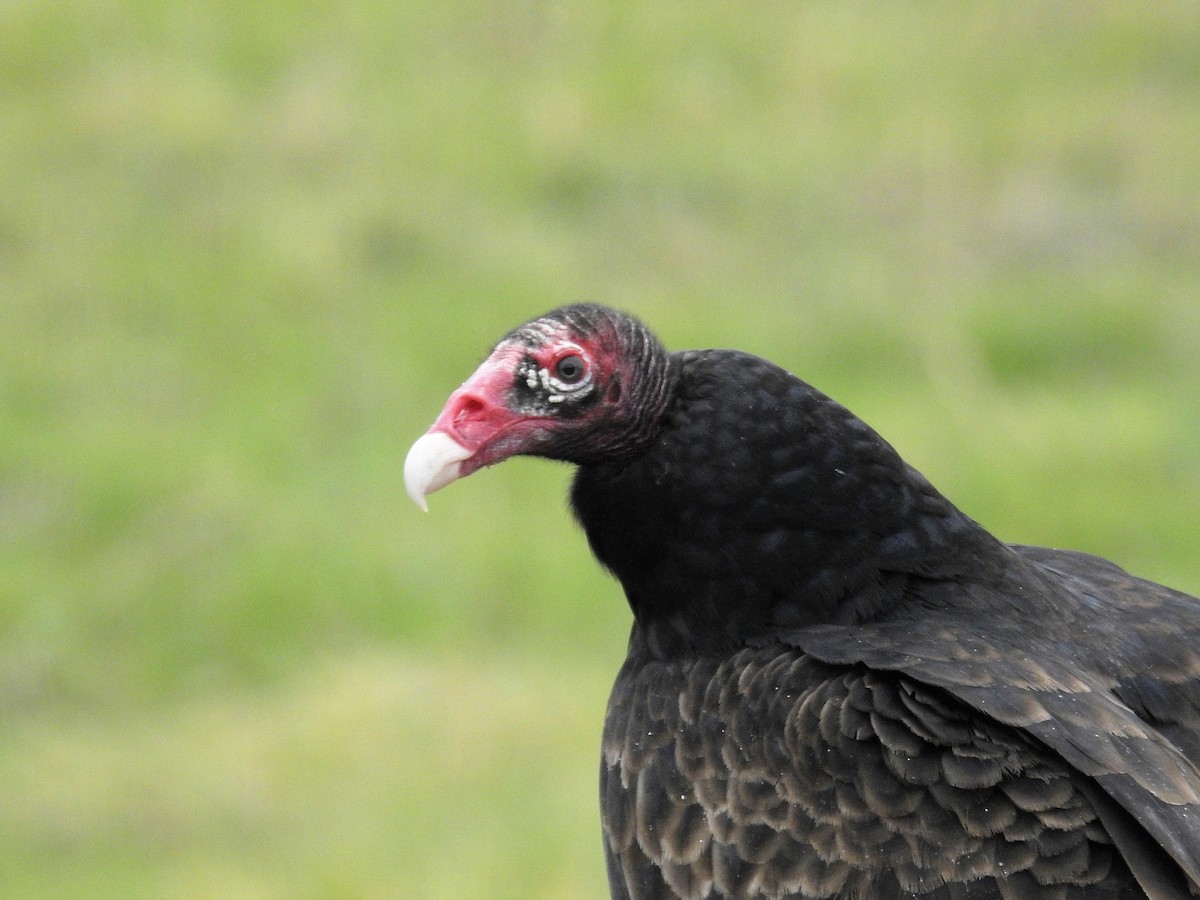 Turkey Vulture - ML194605851