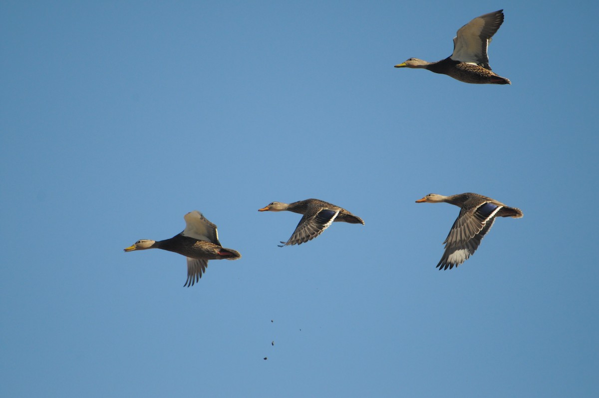 Mexican Duck - ML194606031