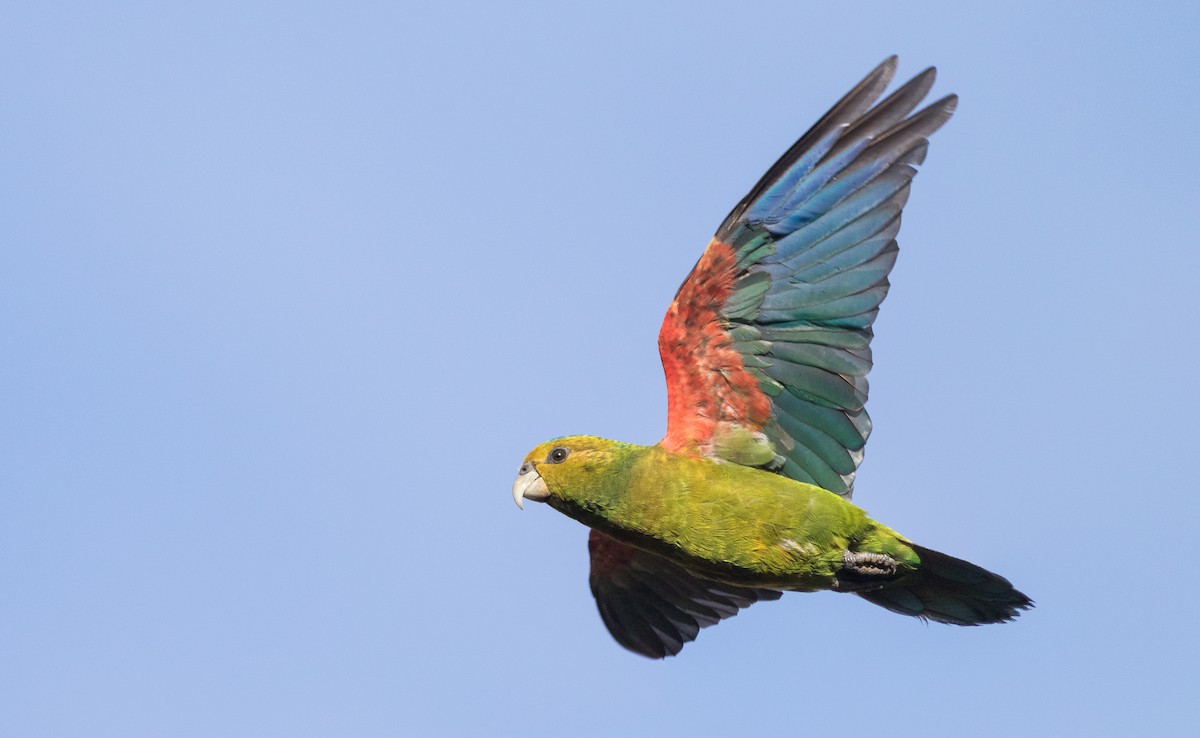 Indigo-winged Parrot - Joachim Bertrands | Ornis Birding Expeditions