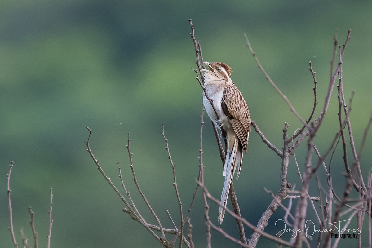 Striped Cuckoo - ML194608271