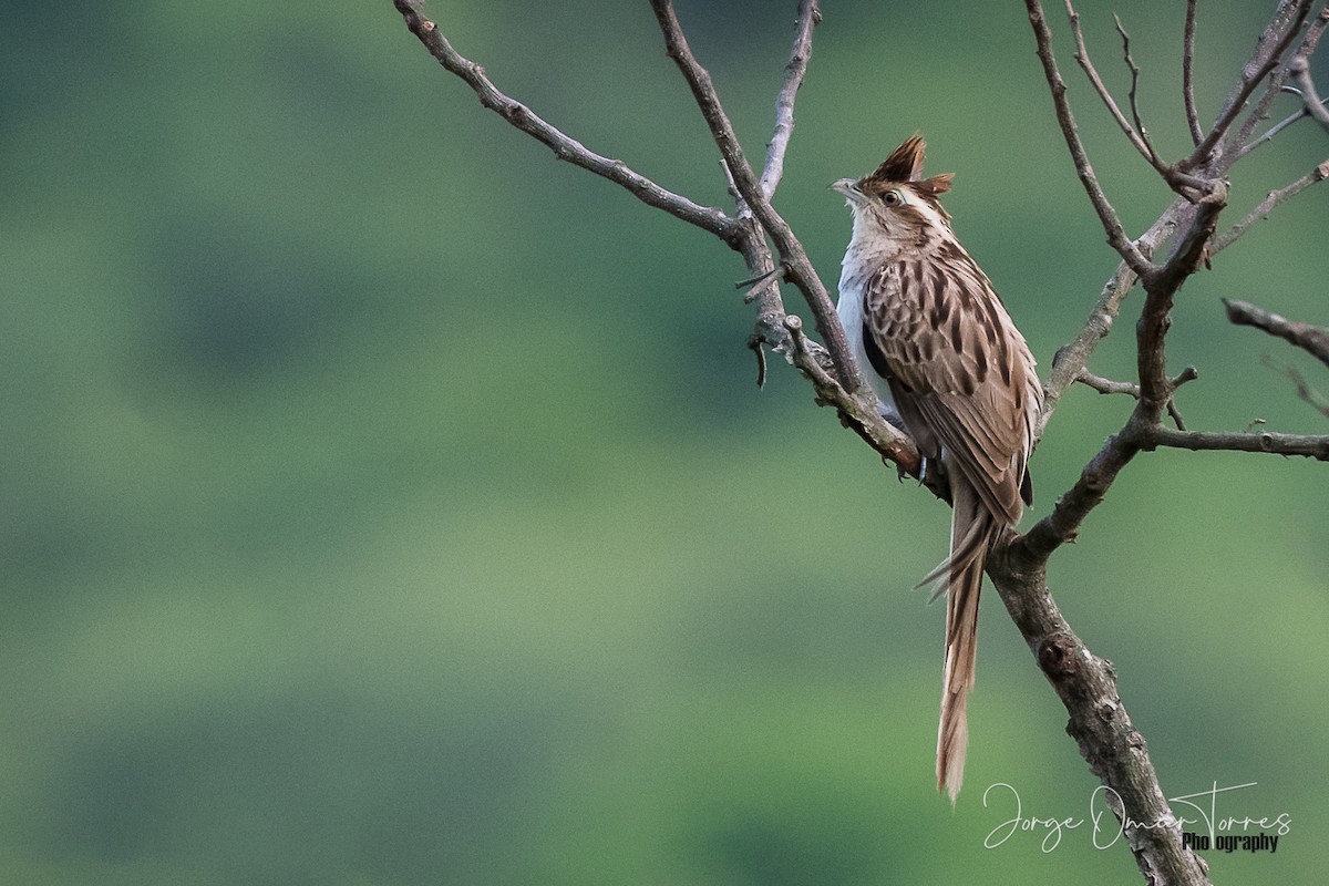 Striped Cuckoo - ML194608281