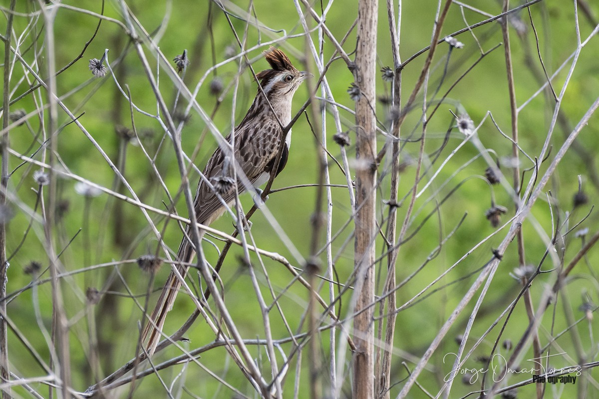 Striped Cuckoo - ML194608291