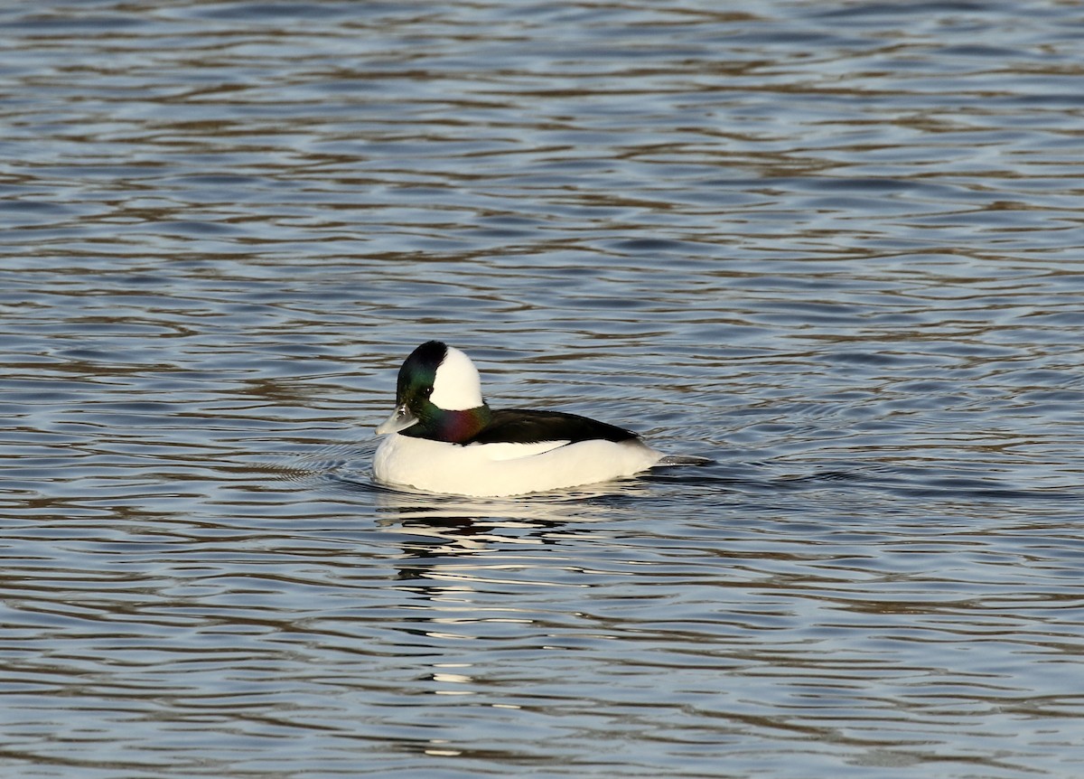 Bufflehead - Jim Sparrell