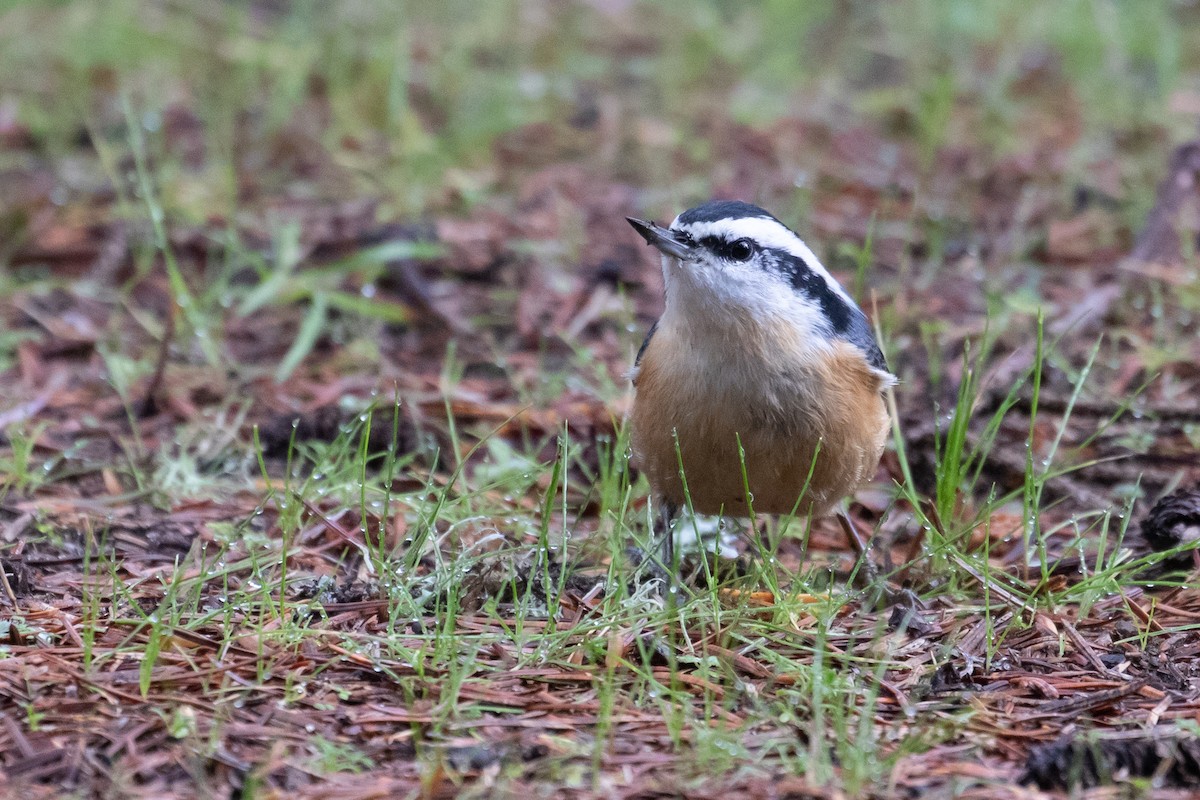 Red-breasted Nuthatch - Audrey Addison