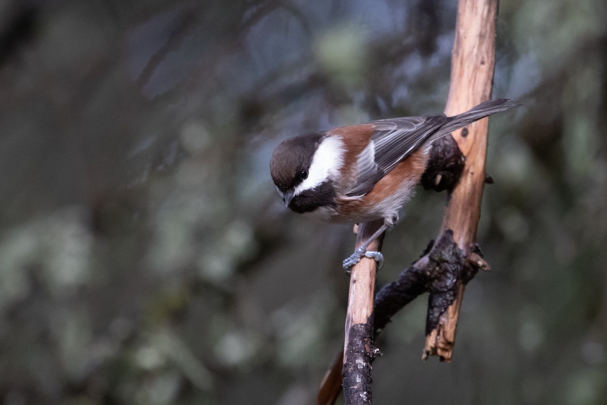 Chestnut-backed Chickadee - Audrey Addison