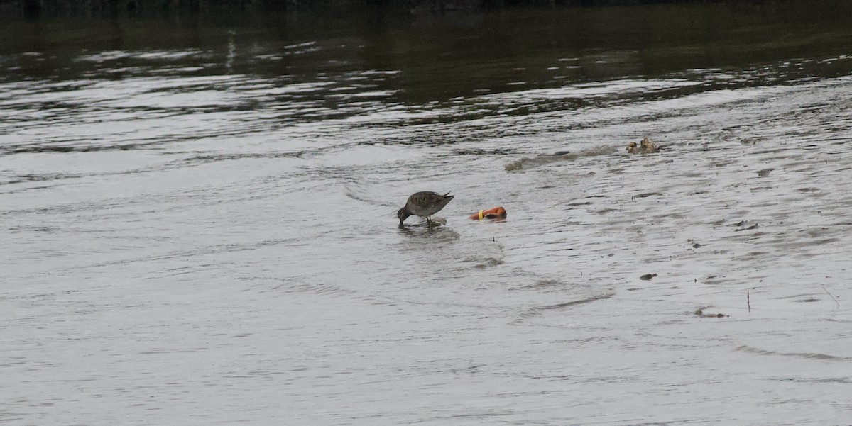 Long-billed Dowitcher - ML194611921