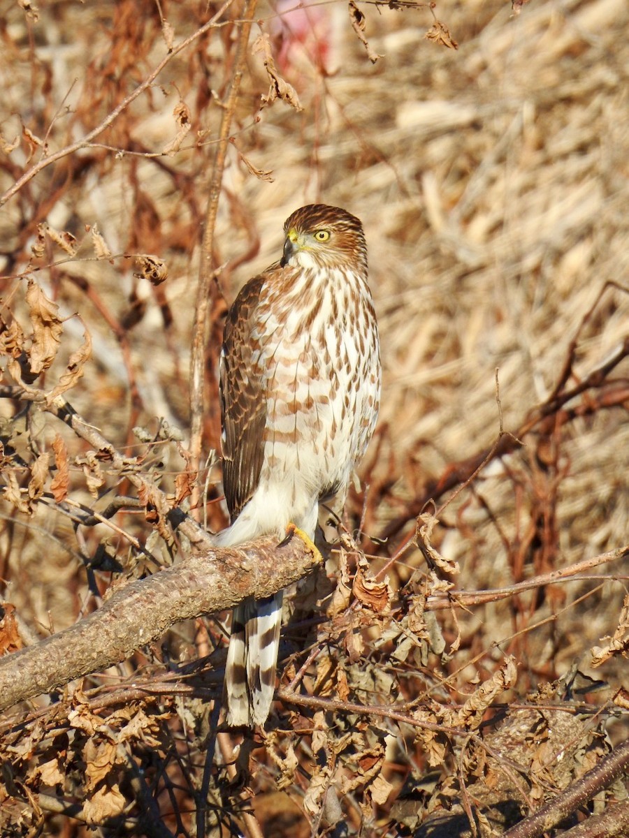 Cooper's Hawk - John Besser