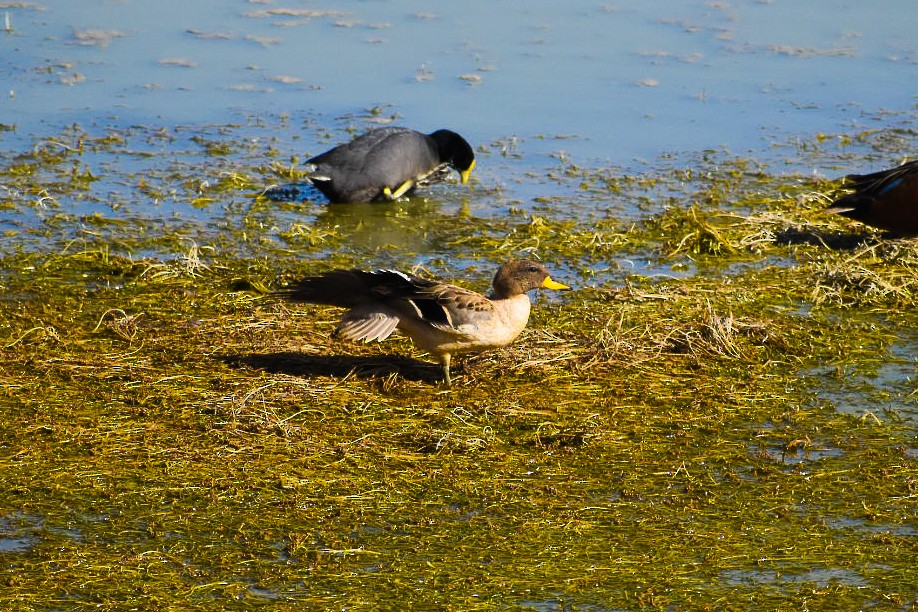 Yellow-billed Teal - ML194615571