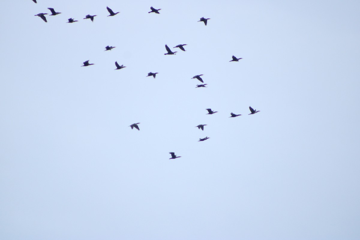 Double-crested Cormorant - Zach Johansen