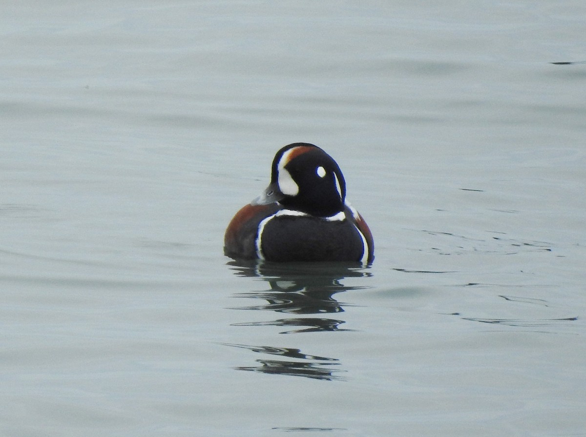 Harlequin Duck - ML194615871