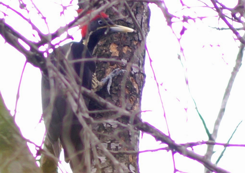 Lineated Woodpecker - Mario Muñoz