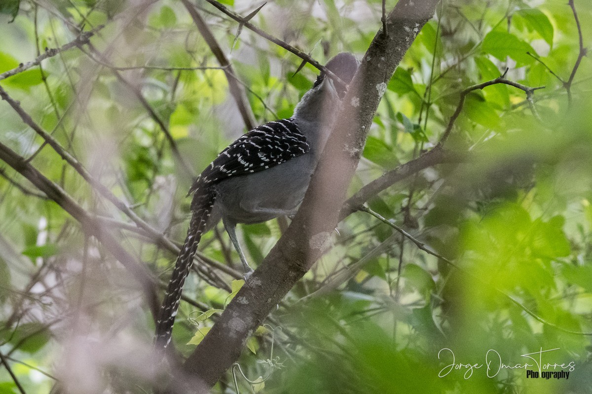 Batará Gigante - ML194617521