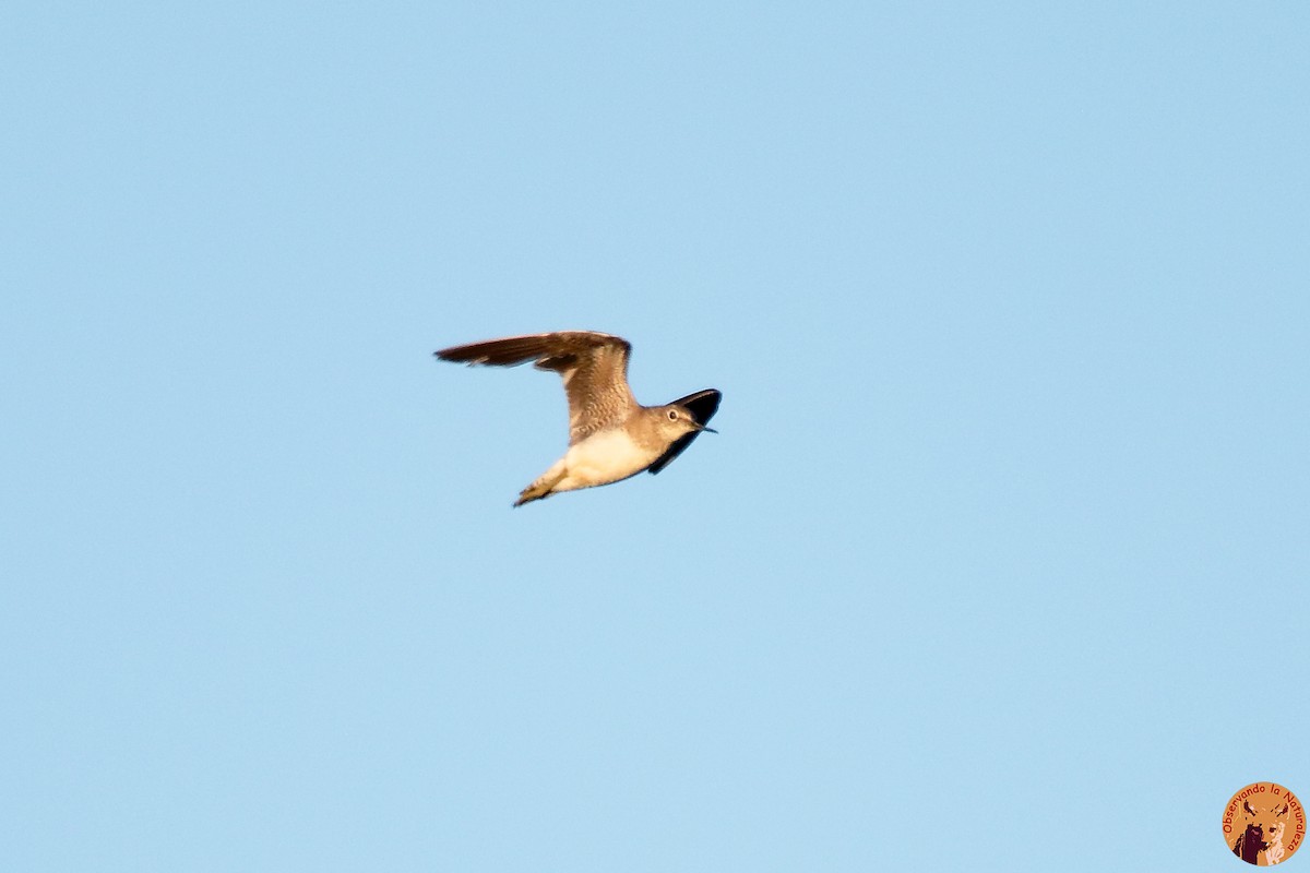 Solitary Sandpiper - ML194617901