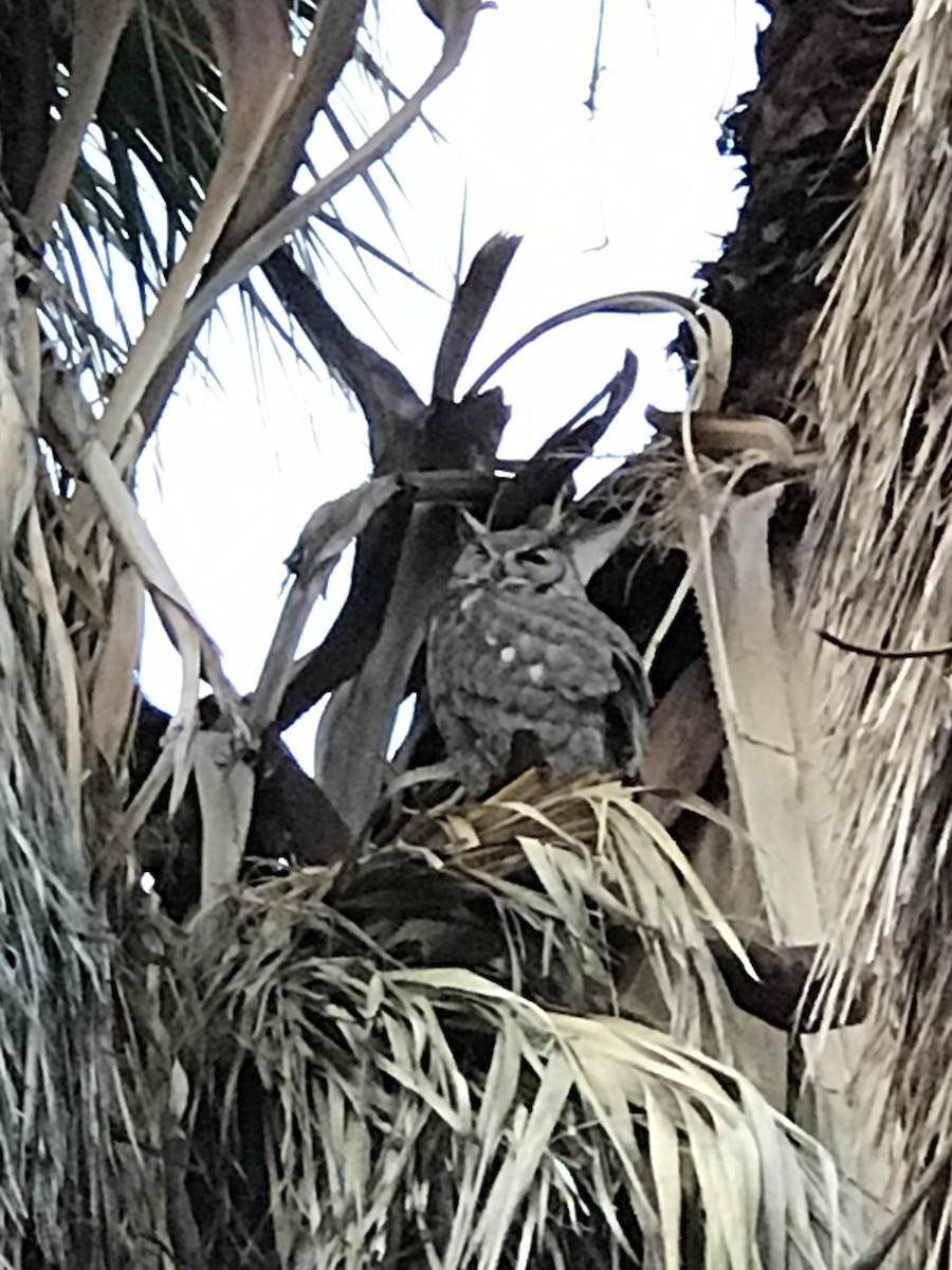 Great Horned Owl - ML194620381