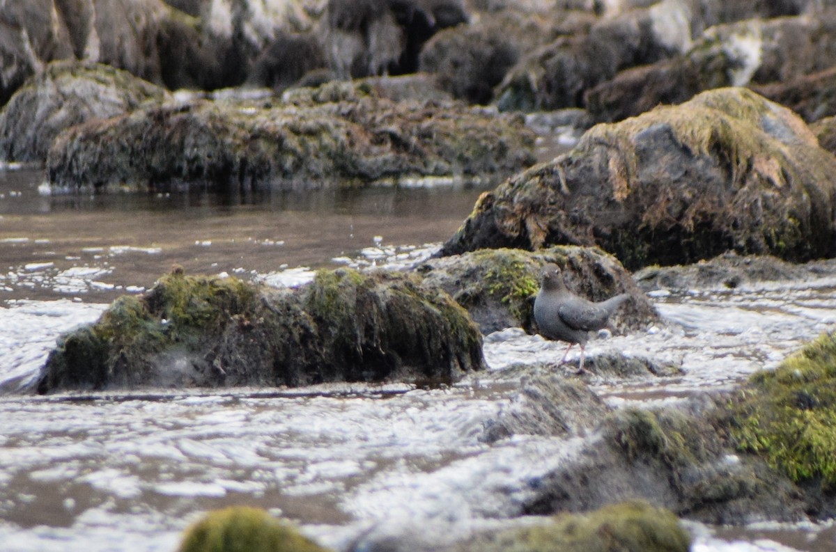 American Dipper - Jeff Black