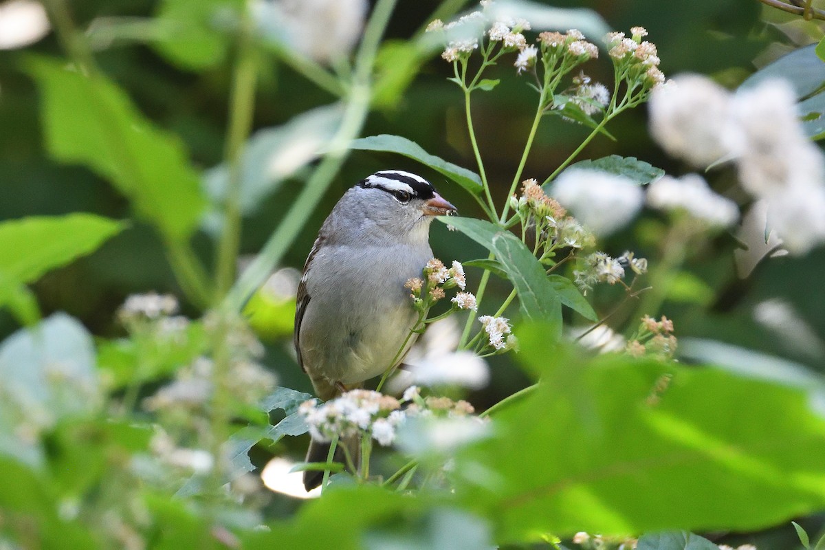 White-crowned Sparrow - ML194622141