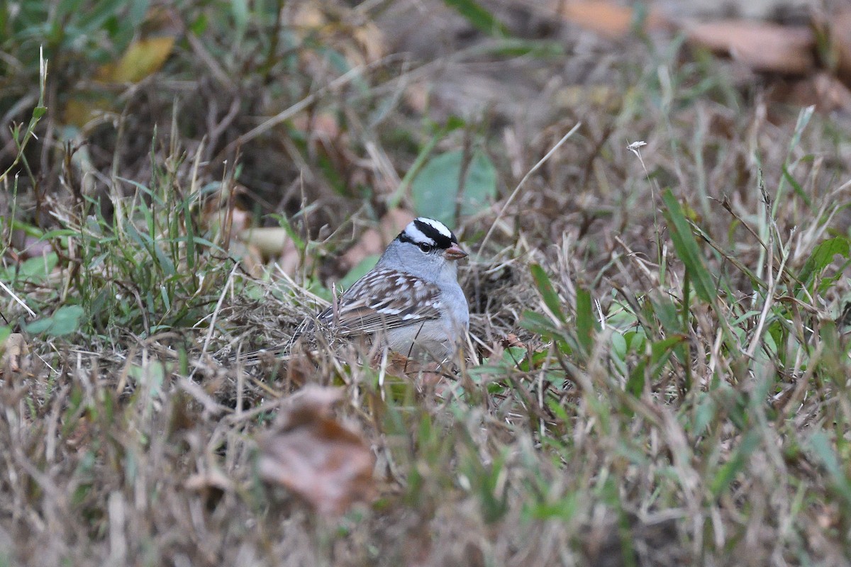 White-crowned Sparrow - ML194622151