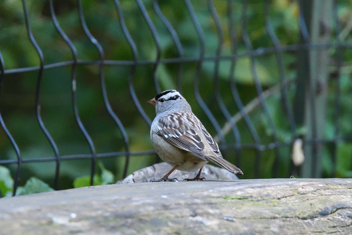 White-crowned Sparrow - ML194622181