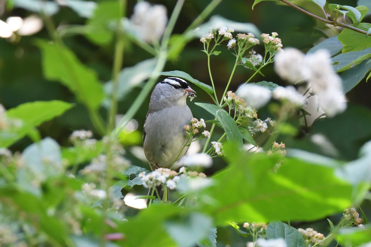 White-crowned Sparrow - ML194622191