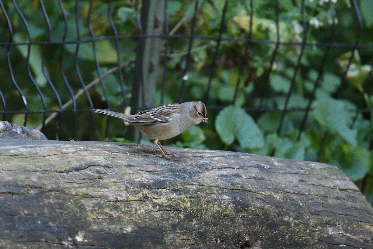 White-crowned Sparrow - ML194622201