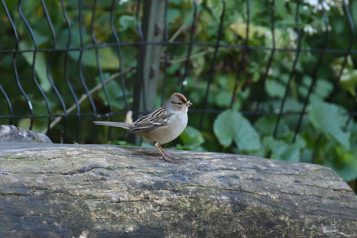 White-crowned Sparrow - ML194622211