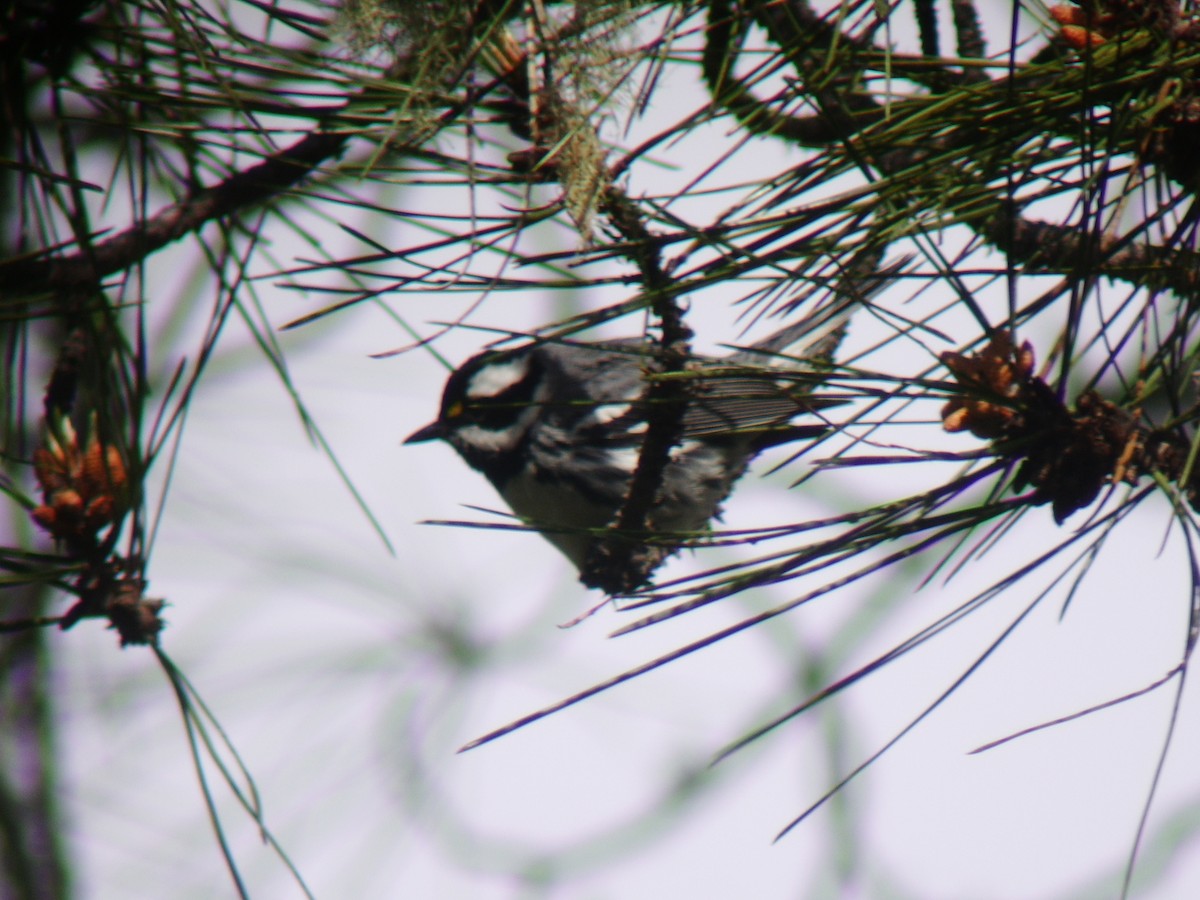 Black-throated Gray Warbler - ML194622421