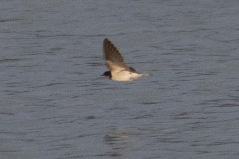 Barn Swallow - ML194622951