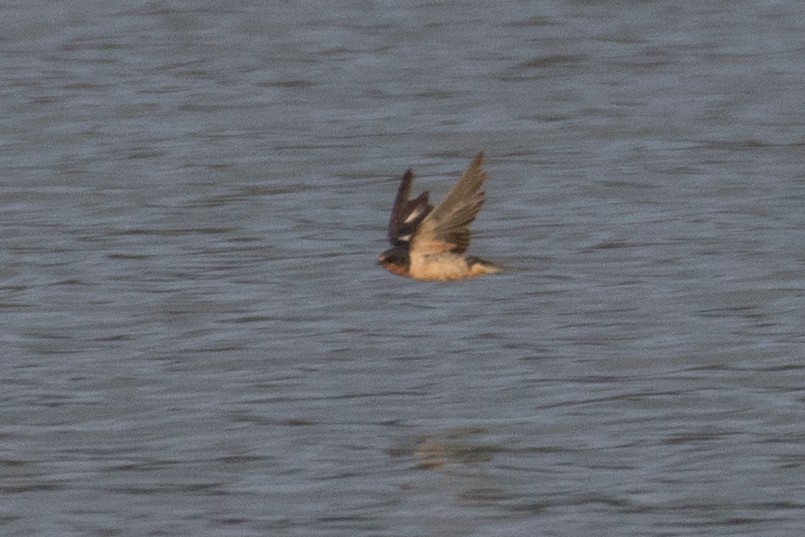 Barn Swallow - ML194623141