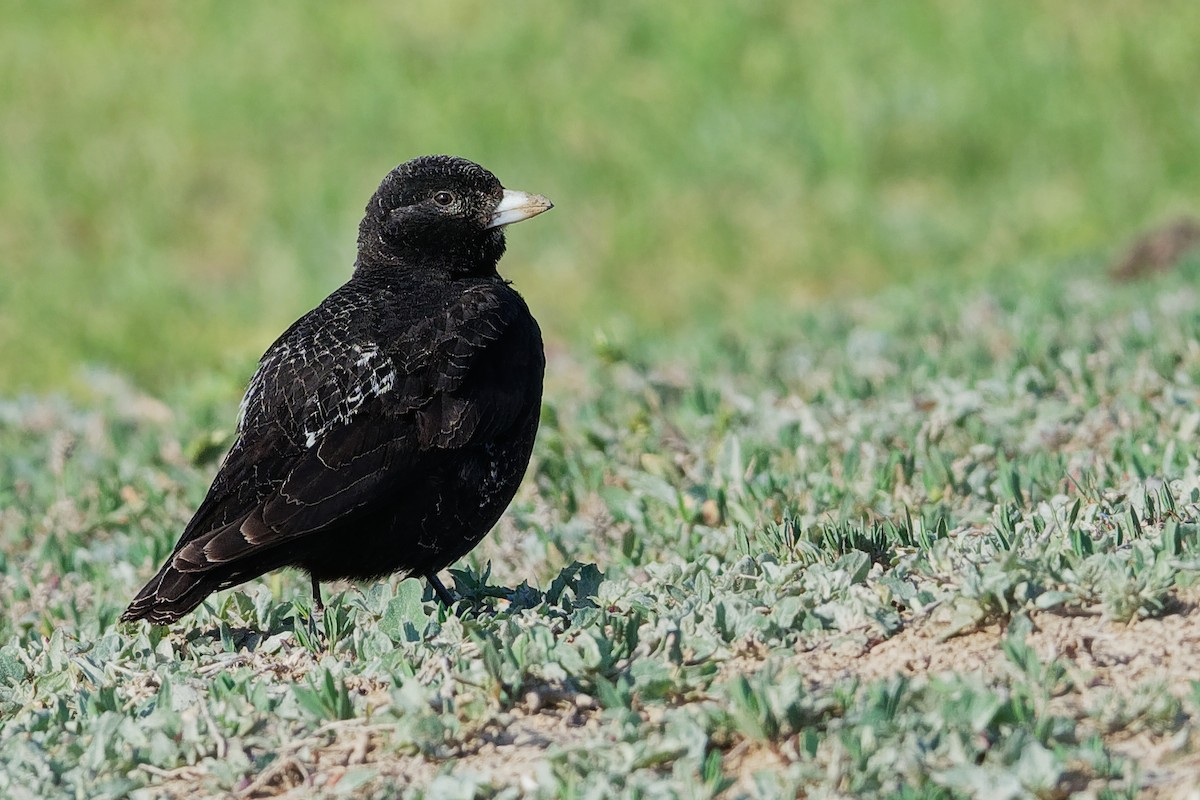 Calandria Negra - ML194623691