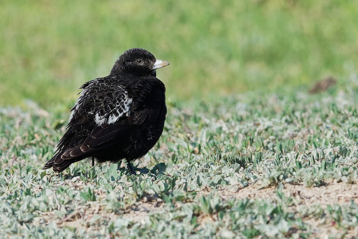 Calandria Negra - ML194623701