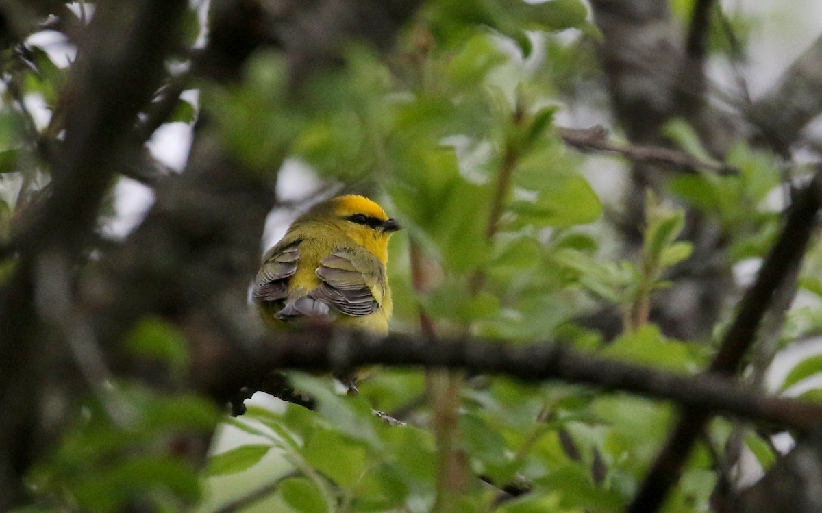 Blauflügel-Waldsänger - ML194628651