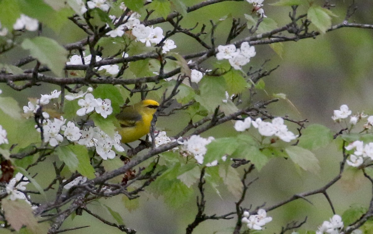 Blauflügel-Waldsänger - ML194628781