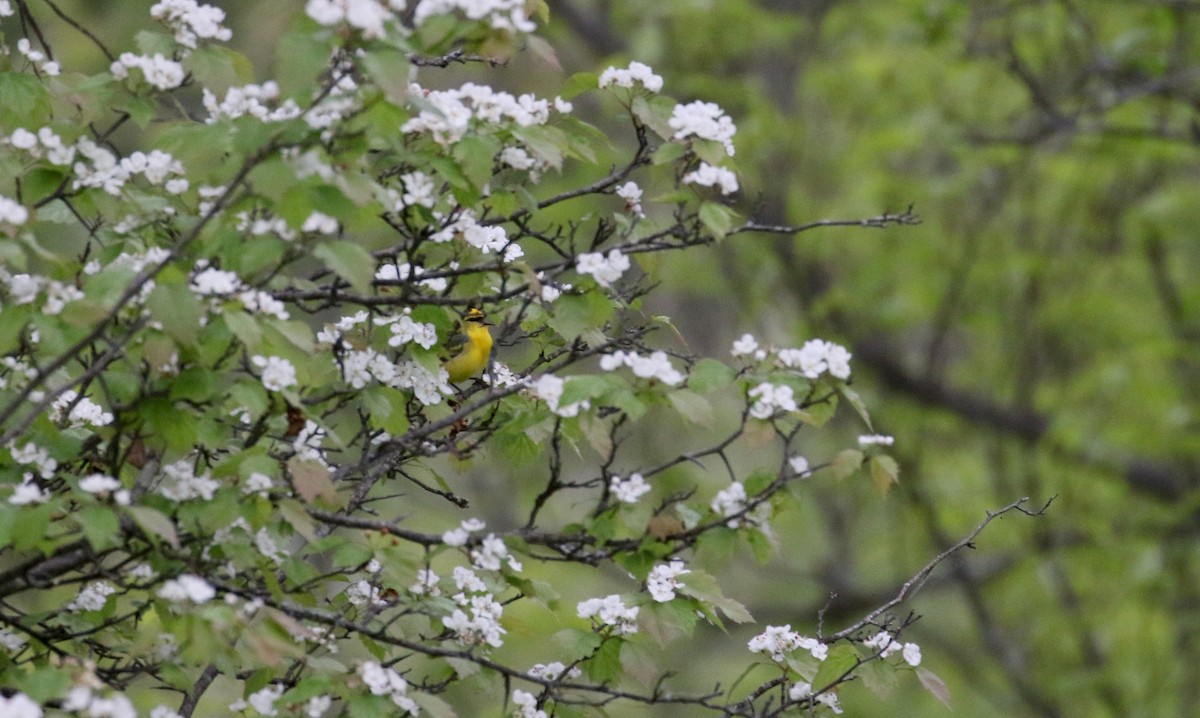 Blue-winged Warbler - Jay McGowan