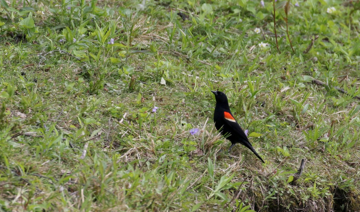 Red-winged Blackbird (Red-winged) - ML194629391