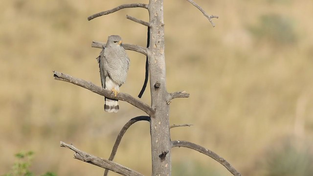 Graubussard - ML194629451