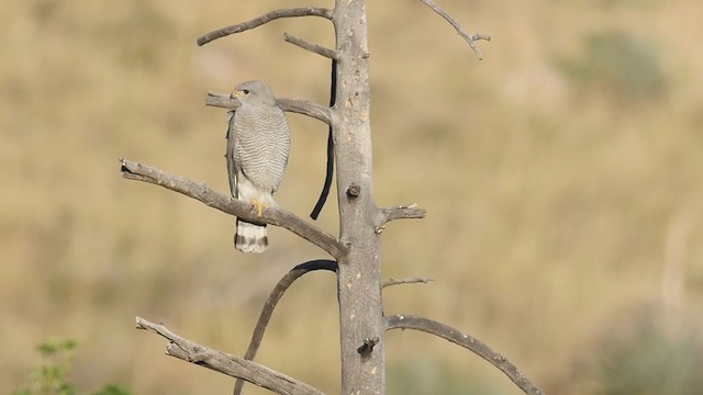 Graubussard - ML194629611