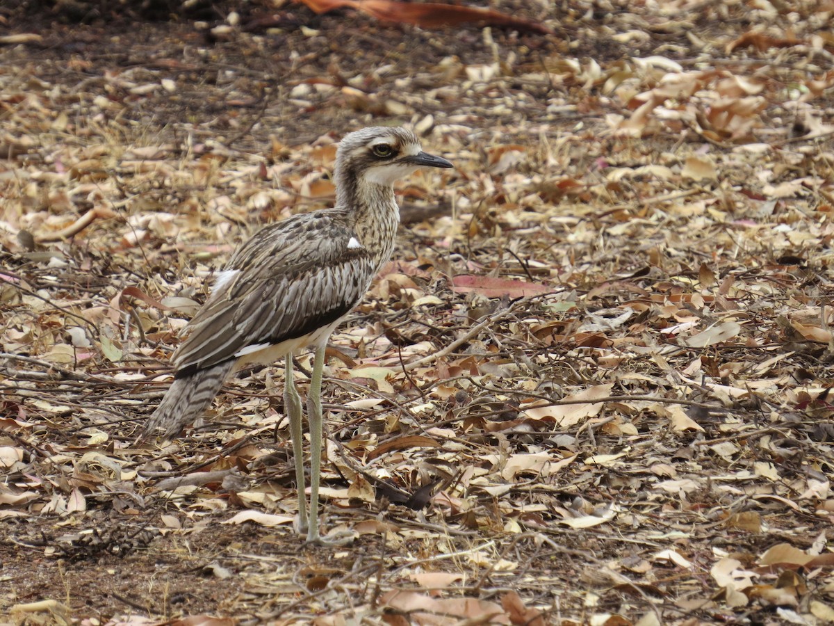 Bush Thick-knee - Karen Wosilait