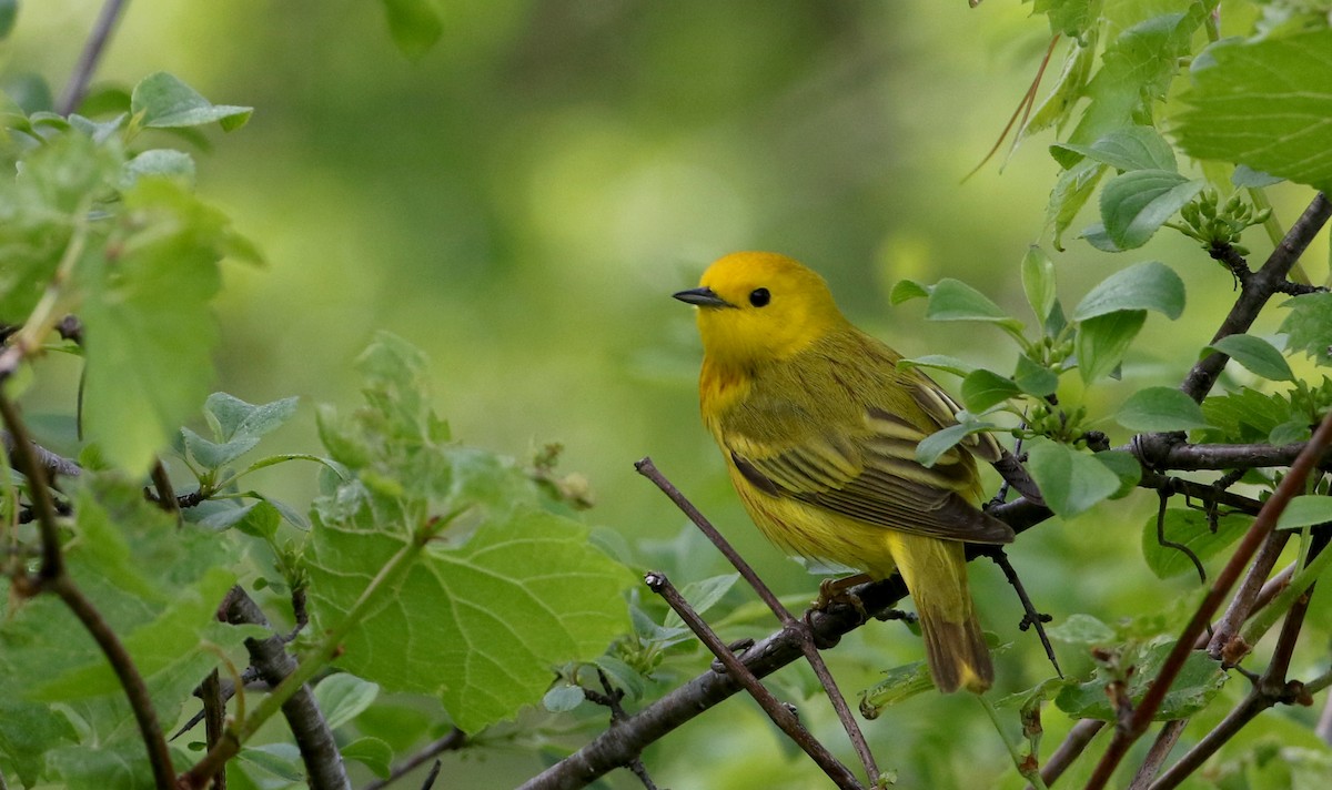 Yellow Warbler (Northern) - ML194631031