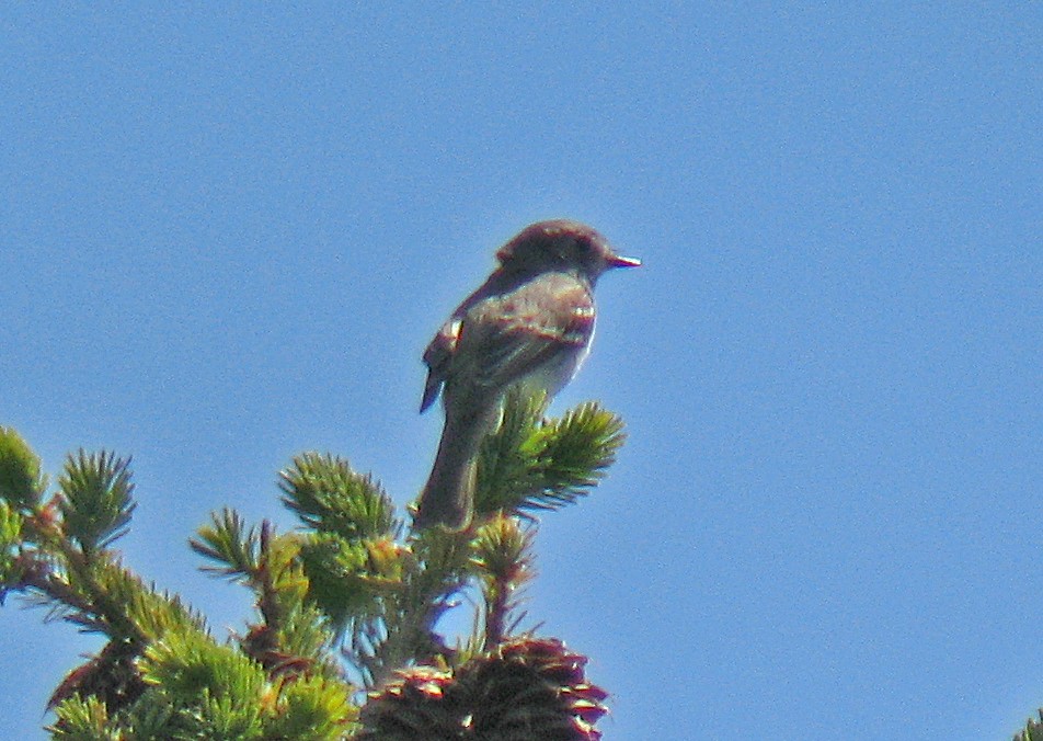 Dusky Flycatcher - ML194631311