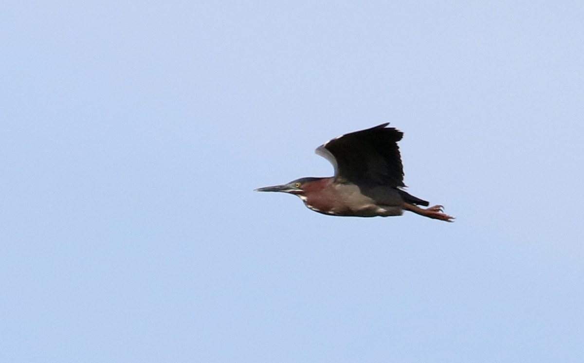 Green Heron - Jay McGowan