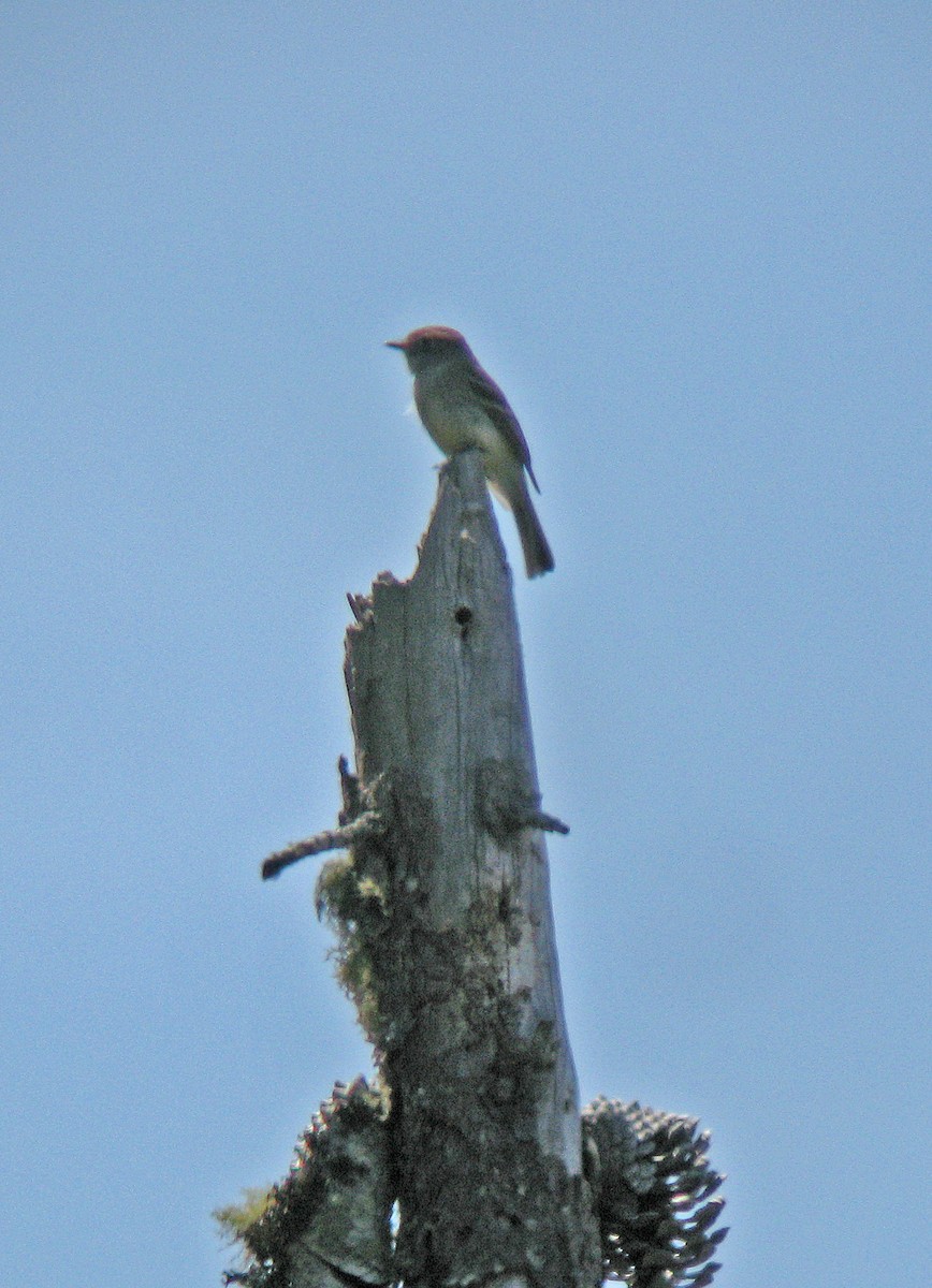Dusky Flycatcher - ML194631401