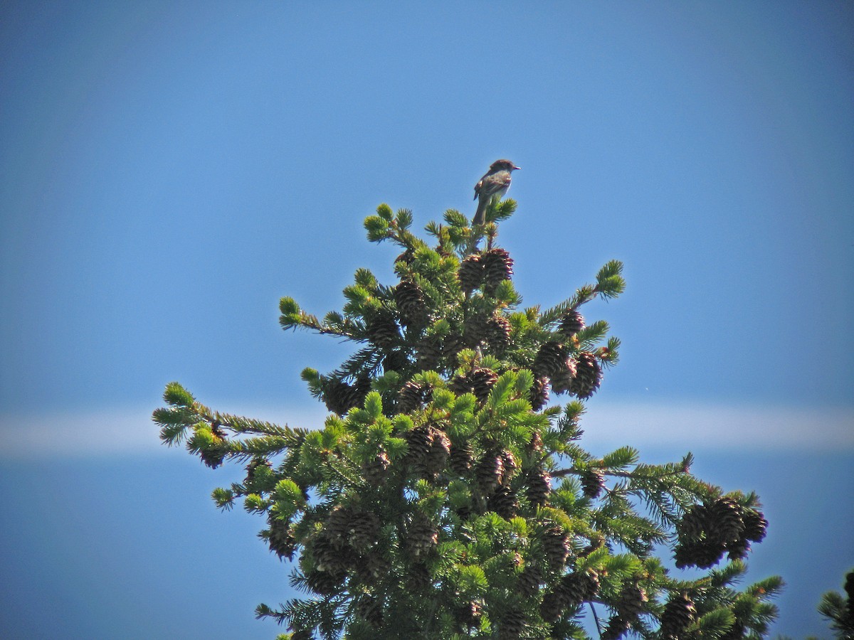 Dusky Flycatcher - ML194631481